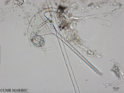 phyto/Brazilian_Nordeste/AtoldasRocas_station22/ABRACOS1 October 2015/Oxytoxum crassum et Tripos declinatus (Snap-2210-ancien Oxytoxum sp2 cf crassum)(copy)_thumb.jpg